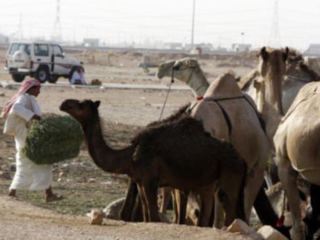 الأعلاف سبب نفوق إبل الخفجي وحفر الباطن