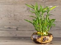 لماذا توصينا "ناسا" بهذه النباتات داخل غرف نومنا؟