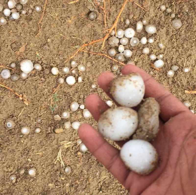 شاهد.. هطول أمطار غزيرة على مراكز ينبع النخل مصحوبة بزخات من البَرَد
