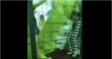 فيديو.. أسد يهاجم طفلة بالسعودية فى فعاليات مهرجان ربيع جدة