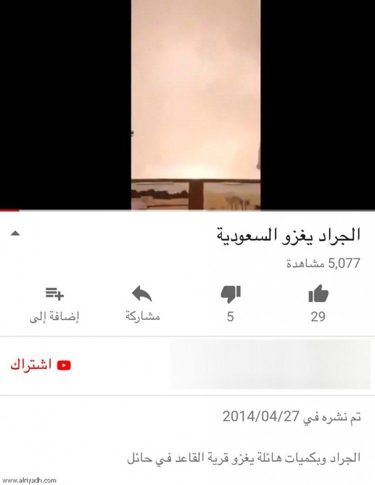 السعودية | «البيئة»: المقطع المتداول لأسراب الجراد عبارة عن إصابة سابقة لعام 2014