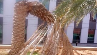 الامارات | باحثون يكتشفون مبيداً حيوياً لـ «لفحة النخيل السوداء»
