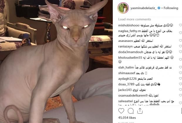 قط ياسمين عبدالعزيز يثير الذعر على "إنستجرام".. والمتابعون: "ده جن ولا إيه؟"