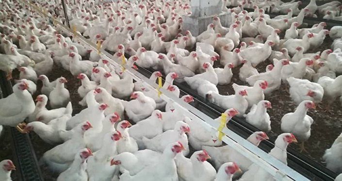ما وراء ارتفاع سعر الدولار في سوريا... هل يتجه للاستقرار