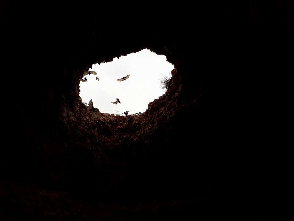 "عش الخفاش".. خرافة اختلقها "مشعوذ" وصدّقها "طمّاع"