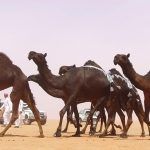 الأميرة سيرين بنت عبدالرحمن تمثل السيدات للمشاركة في مزاين الإبل