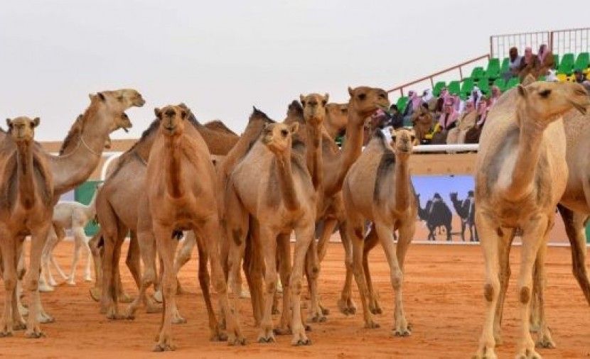 بالأسماء: نتائج مهرجان الملك عبدالعزيز لمزاين الابل 1440