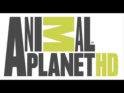 تردد قناة كوكب الحيوانات Animal Planet على الأقمار الصناعية 2019