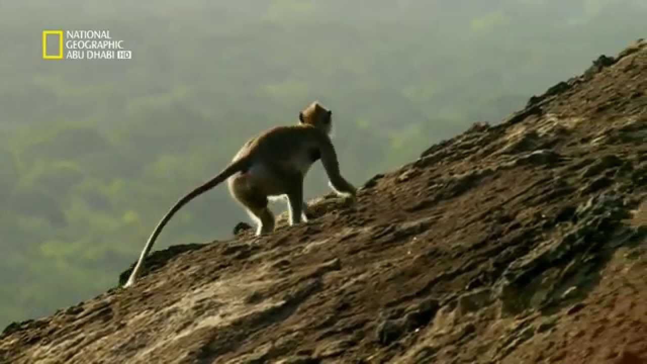 “ألتقط فوراً” تردد قناة ناشيونال جيوغرافيك ابو ظبي Nat Geo Abu Dhabi hd الوثائقية على...