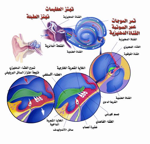 تشريح الاذن بالصور