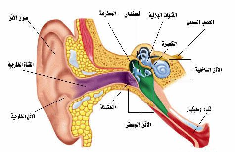 تشريح الاذن بالصور