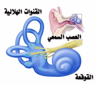 تشريح الاذن بالصور