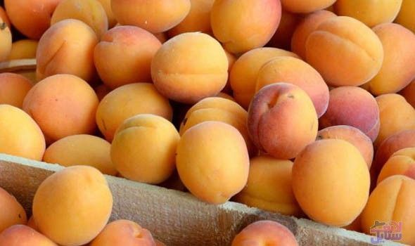 أهم وأبرز فوائد وأضرار المشمش للرجال