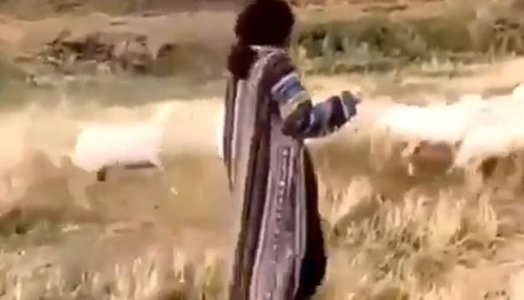 فيديو.. أحلام ترعى الأغنام في ربوع أبها