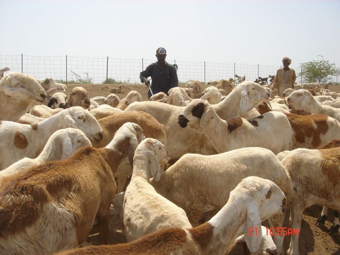 بالفيديو : سوداني بالسعودية يوثق لجريمة (كيزانية) ببيع اناث الضأن قبل شهرين ويصرخ متحسرا (يا دنيا لك السلام)