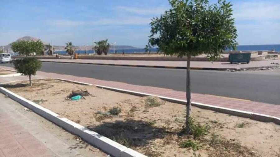 نظافة ساحل حضرموت تضبط مخالفين قاموا بقطع اشجار للزينة من شوارع المكلا