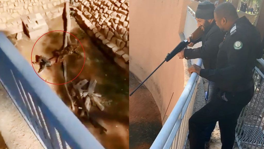 السعودية | إنقاذ شخص دخل عنوة لحظيرة “نمر” في حديقة الحيوانات بالرياض