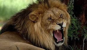 النيابة العامة السعودية: لهذه الأسباب تم الإفراج عن سعود القحطاني وأحمد عسيري ومحمد العتيبي المتهمين في قضية مقتل خاشقجي