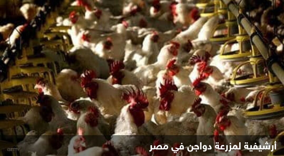 وردنا الان..مجلس الوزراء يخرج عن صمته وينفي رسميا هذه الشائعة الخطيرة التي اثارت الرعب والهلع في نفوس الجميع ( صورة مرعبة ) 