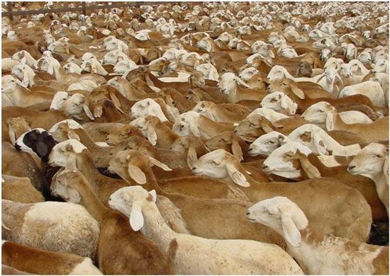 السعودية تشرع في إستخراج أذونات استيراد المواشي من السودان