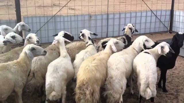 بدء إنفاذ إجراءات استئناف صادر الماشية إلى السعودية