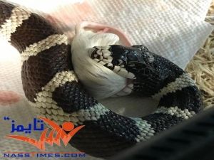 ثعبان عملاق يلتهم صاحبه داخل الحمام أثناء تغسيله.. وحينما أمسك به الأهالي كانت المفاجأة الصادمة.. شاهد