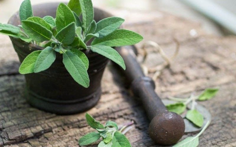 فوائد المريمية للتنحيف