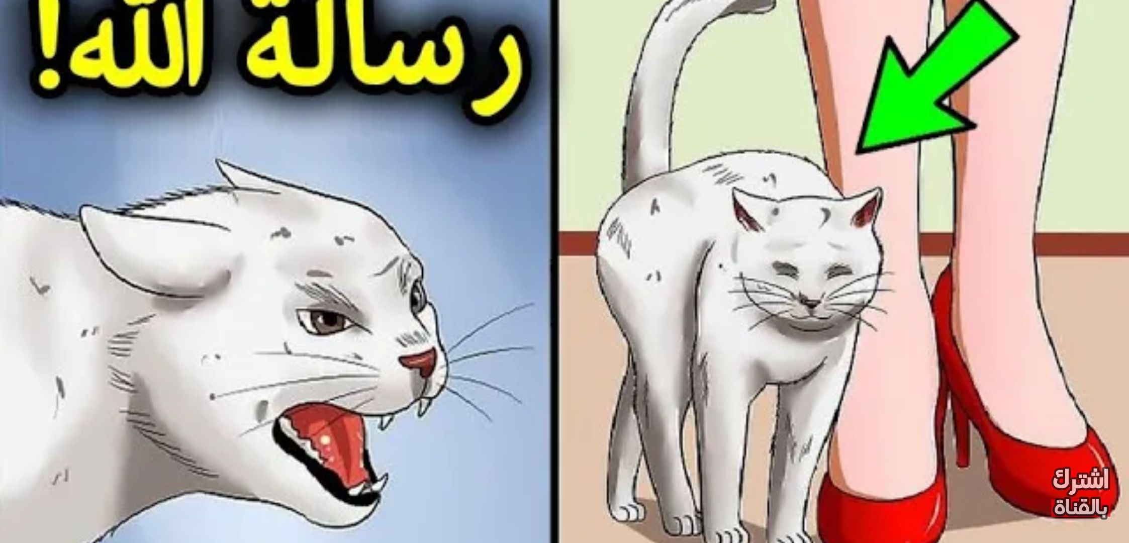 إذا اقتربت منك قطة.. فهذا يعني أن هناك 3 رسائل من الله موجه لك .. سبحان الله ..شاهد الفيديو