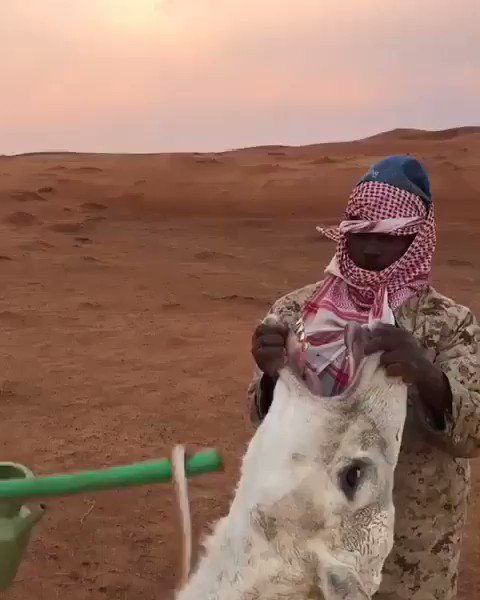 أفعى مرعبة تدخل بطن "جمل هائج" وهو حي .. وعندما استقرت في احشائة حدثت مفاجئة لم تخطر على بال أحد .. شاهدو كيف كانت النهاية صادمة ..(فيديو)