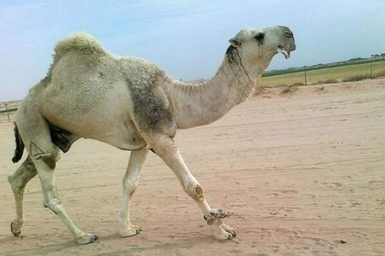 أفعى مرعبة تدخل بطن "جمل هائج" وهو حي .. وعندما استقرت في احشائة حدثت مفاجئة لم تخطر على بال أحد .. شاهدو كيف كانت النهاية صادمة ..(فيديو)