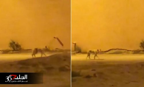 شاهد.. حيوان مفترس ومرعب يتجول في شوارع السعودية ويثير الهلع بين المواطنيين (فيديو صادم)