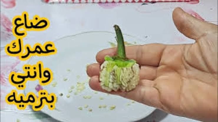 بذور الفلفل الاخضر كنز رهيب في بيتك انتبه، ترميها تاني.،،
