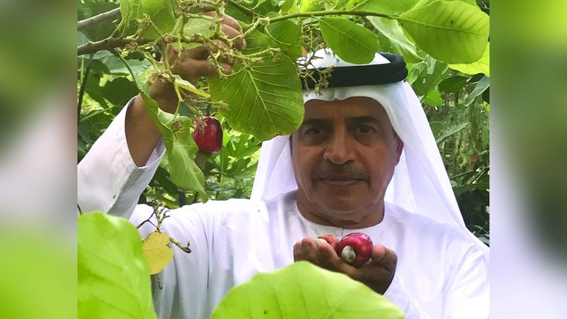 الامارات | مواطن ينجح  في زراعة أشجار المكسرات بالفجيرة