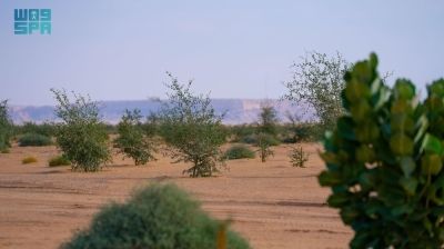 شرطة الرياض تقبض على فلسطيني سرق 2.4 مليون ريال