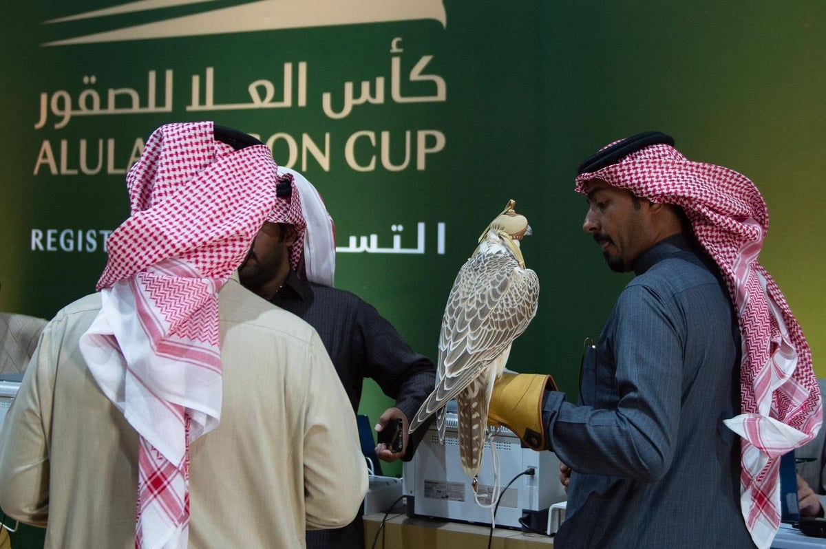 تسجيل الصقور في مسابقة المزاين بكأس العُلا على مدى 3 أيام