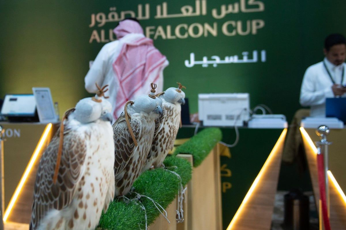 تسجيل الصقور في مسابقة المزاين بكأس العُلا على مدى 3 أيام