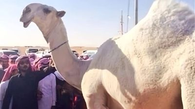 تراند اليوم : رفض مالكها البيع مقابل 30 مليون ريال حبا فيها.. شاهد: الناقة "خزامة" المحنطة  في معرض مطايا 