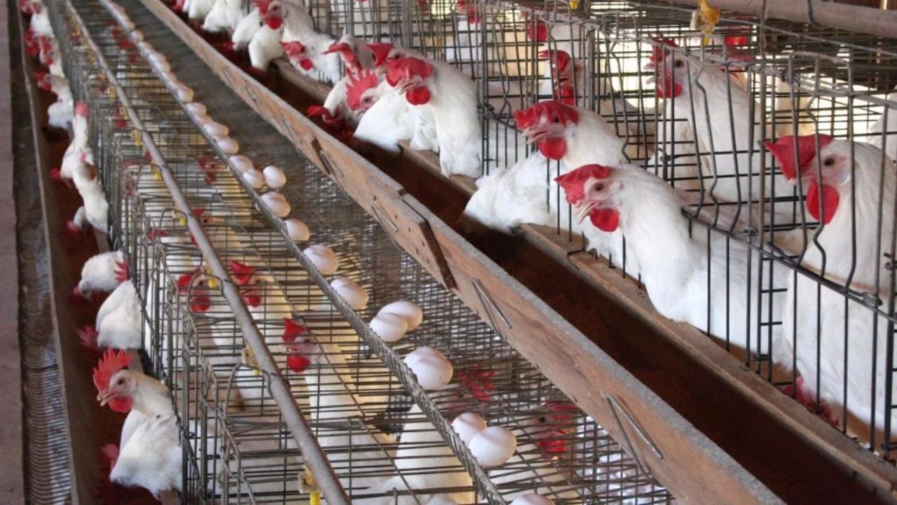 تراند اليوم : ارتفاع أسعار الدواجن بنحو 3 جنيهات في السوق المحلية