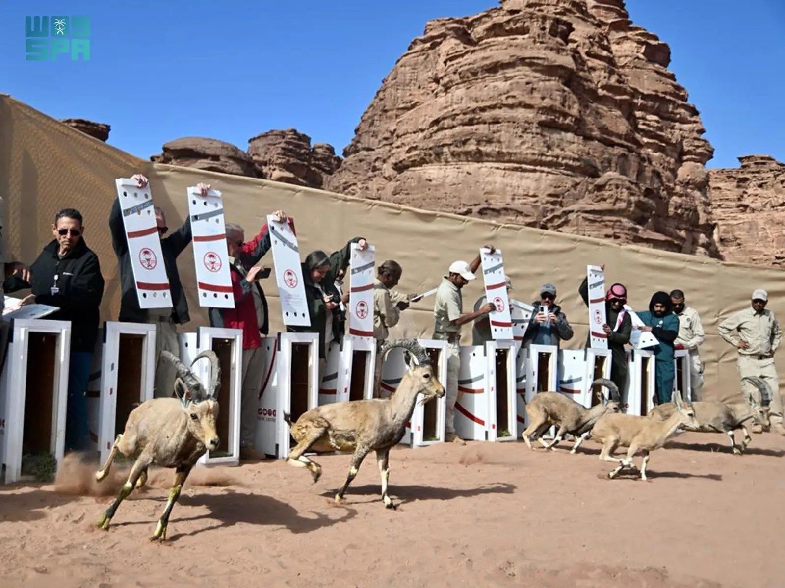 السعودية | “الحياة الفطرية” تطلق 132 كائناً فطرياً في محمية نيوم
