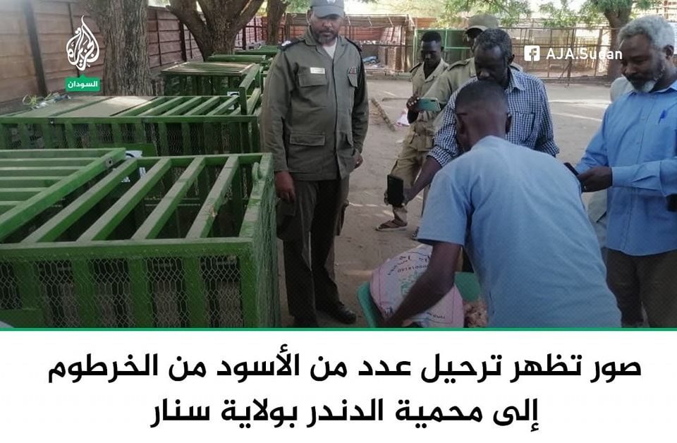 شاهد بالصور .. ترحيل الأسود من الخرطوم إلى الدندر