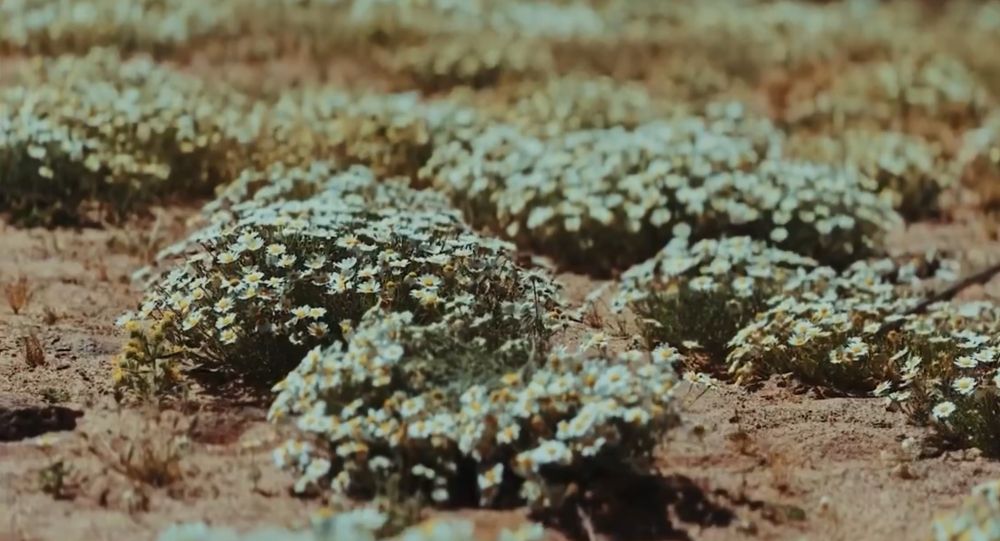 بذور النباتات الأصيلة تعزز "الغطاء النباتي" في حمى الملك عبدالعزيز