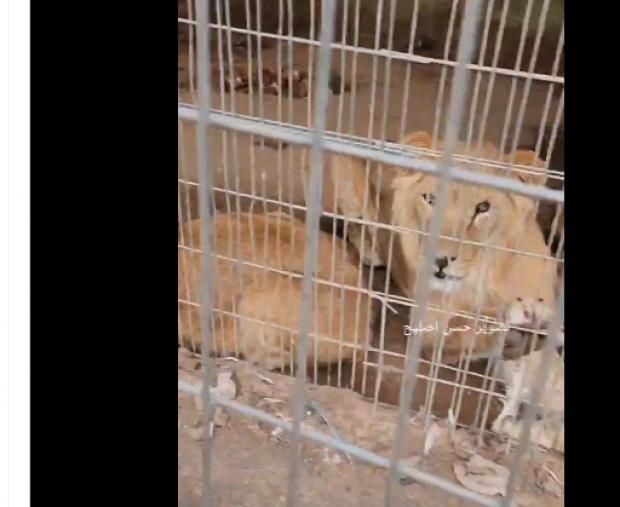 بين القرود والأسود.. عائلات فلسطينية تعيش في حديقة حيوانات هربا من القصف
