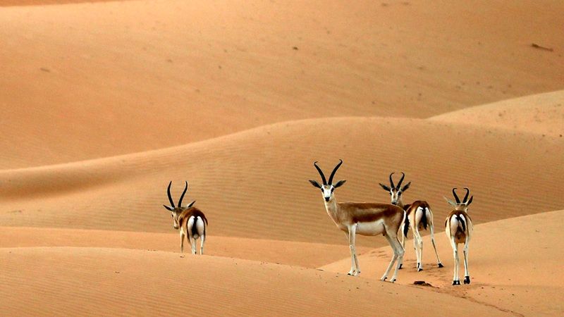 الامارات | محمية المرزوم تواصل استقبال الصقارين وهواة الصيد