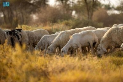 الجهات الأمنية بجدة تباشر بلاغا عن تعرض مواطن لإطلاق نار نتج عنه وفاته