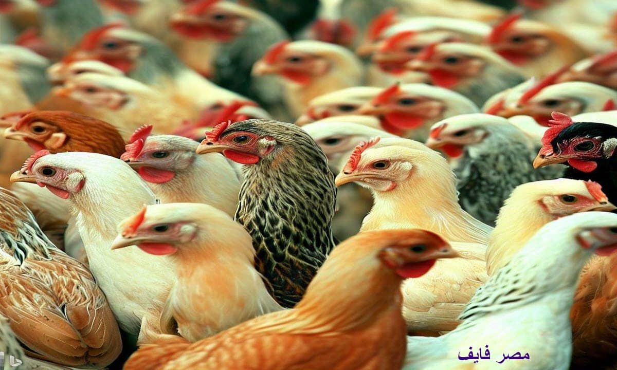 تراند اليوم : أسعار الدواجن اليوم السبت 6 يناير