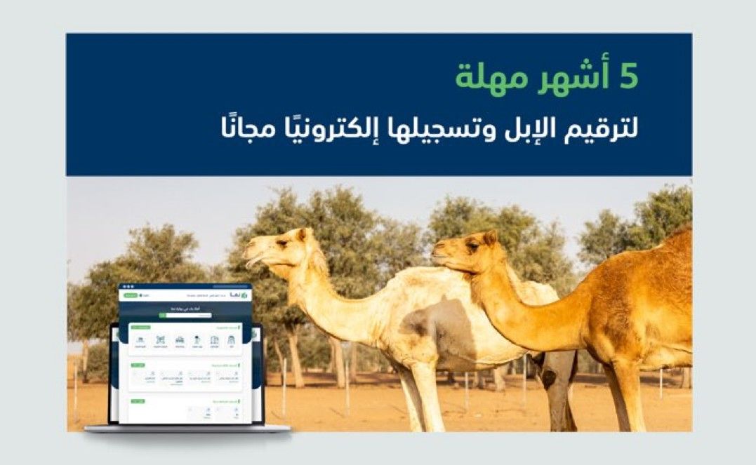 "البيئة": انتهاء مهلة تسجيل الإبل إلكترونيًا مجانًا خلال 5 أشهر