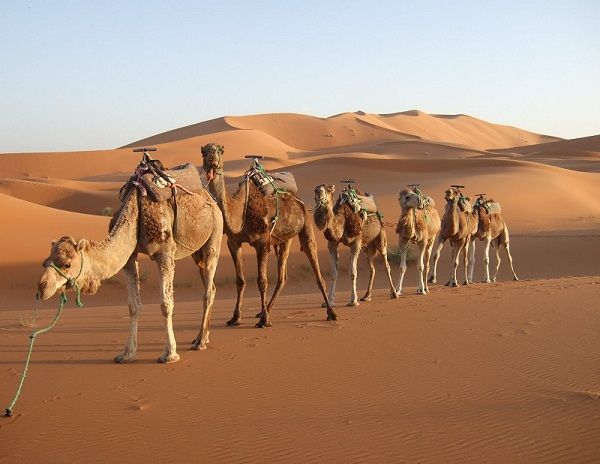 مهلة (5) أشهر لترقيم الإبل وتسجيلها مجانًا في السعودية