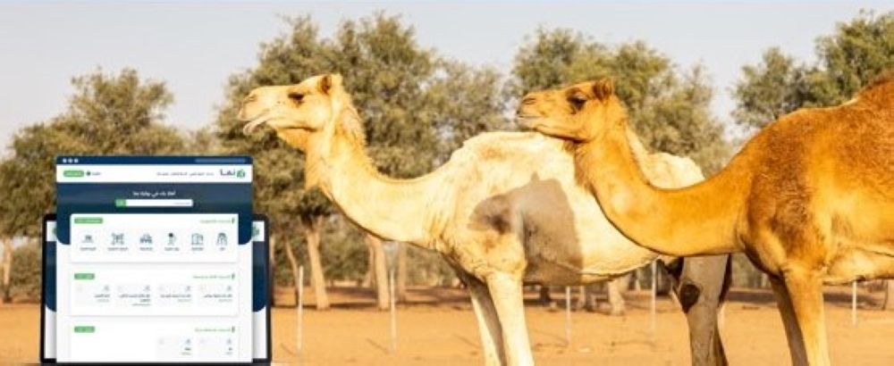 عبر منصة "نما".. مهلة 5 أشهر لترقيم الإبل وتسجيلها مجانًا
