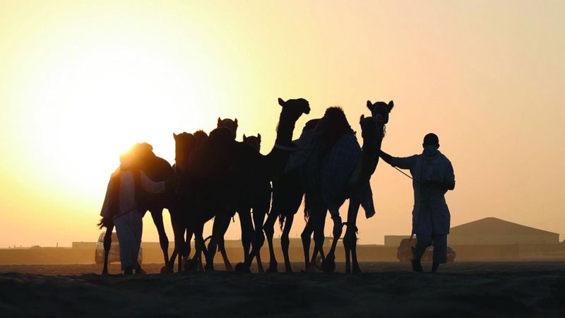 الامارات | مهرجان الظفرة.. عشاق التراث جاهزون للمحطة الختامية
