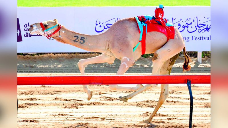 الامارات | هجن الرئاسة والشحانية تتألق في مهرجان ولي عهد دبي